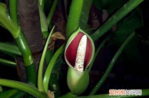 图 红苞喜林芋怎么养 红苞喜林芋的养殖方法和注意事项