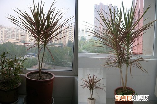 图 七彩铁怎么养 七彩铁的养殖方法和注意事项