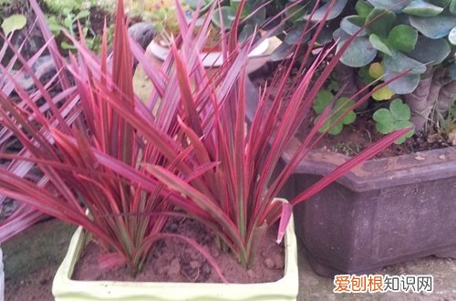 图 七彩铁怎么养 七彩铁的养殖方法和注意事项