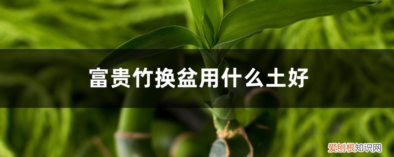 富贵竹什么时候换盆最好 富贵竹换盆用什么土好,换盆要注意季节吗