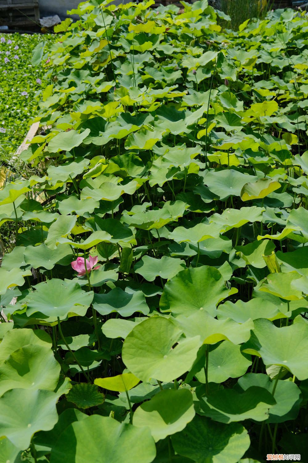 盆栽莲藕怎么种植 莲花怎么用藕种植，种植后怎么养护