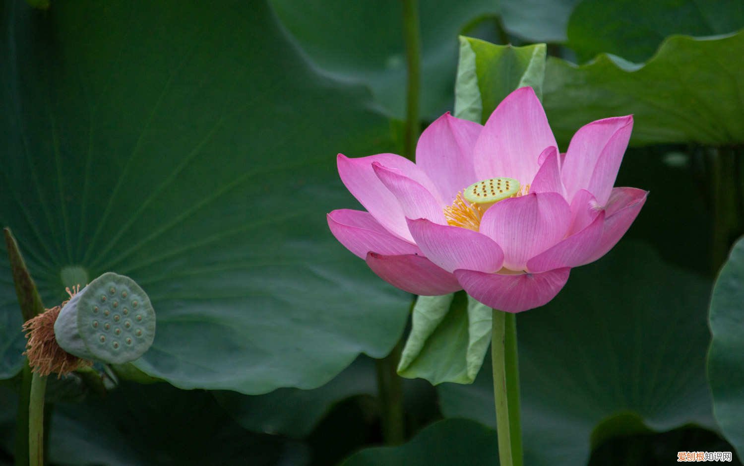 盆栽莲藕怎么种植 莲花怎么用藕种植，种植后怎么养护