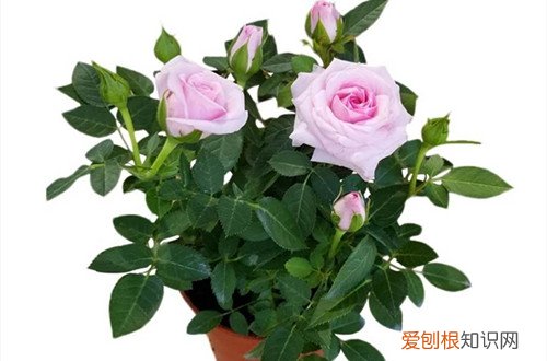 图 微型月季占地小开花俏 跟老花匠养花开不断