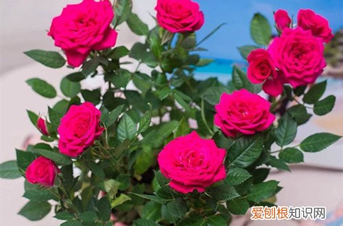 图 微型月季占地小开花俏 跟老花匠养花开不断