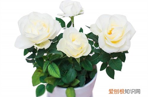 图 微型月季占地小开花俏 跟老花匠养花开不断
