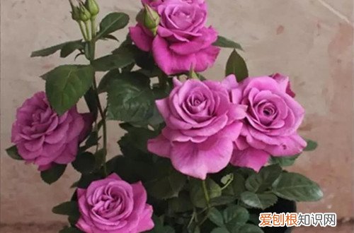 图 微型月季占地小开花俏 跟老花匠养花开不断