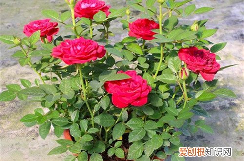图 微型月季占地小开花俏 跟老花匠养花开不断