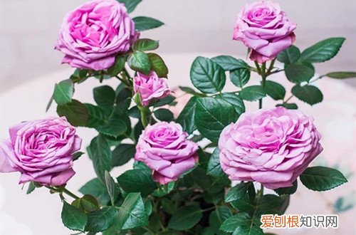 图 微型月季占地小开花俏 跟老花匠养花开不断
