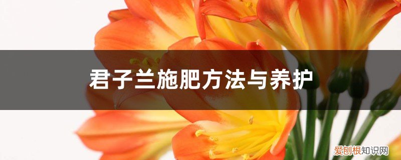 君子兰每次浇水都用液肥吗 君子兰施肥方法与养护，浇水的正确方法