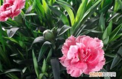 图 康乃馨种子怎么种植 康乃馨种子的种植方法和注意事项