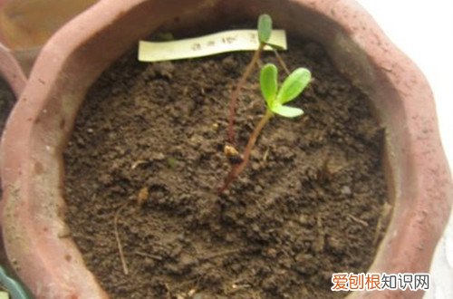图 康乃馨种子怎么种植 康乃馨种子的种植方法和注意事项