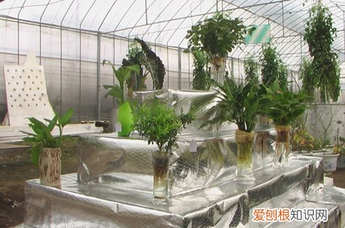 图 水培植物水要泡到什么部位 水培植物多久换一次水