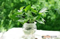 图 水培植物水要泡到什么部位 水培植物多久换一次水