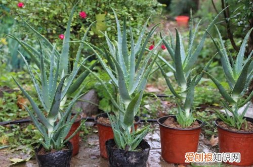 图 木立芦荟怎么养长的快 木立芦荟的养殖方法和注意事项