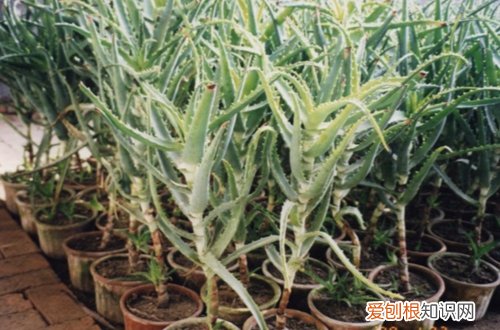 图 木立芦荟怎么养长的快 木立芦荟的养殖方法和注意事项