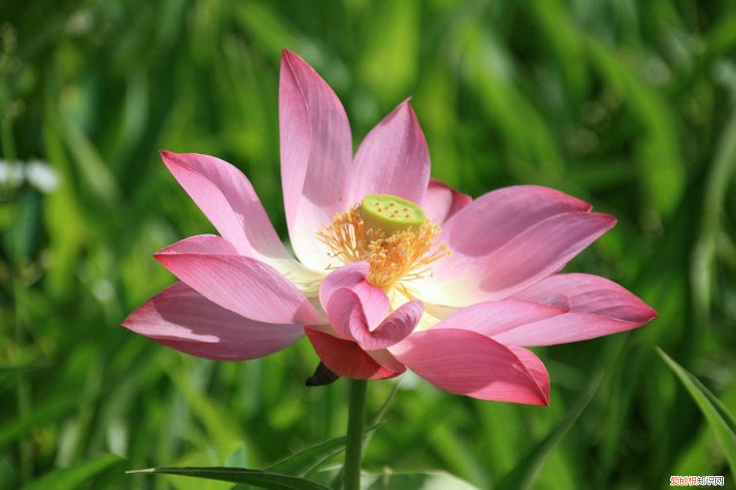 家里可以养莲花嘛 莲花如何正确养护，莲花在家可以养吗