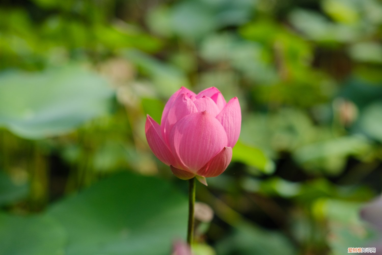家里可以养莲花嘛 莲花如何正确养护，莲花在家可以养吗