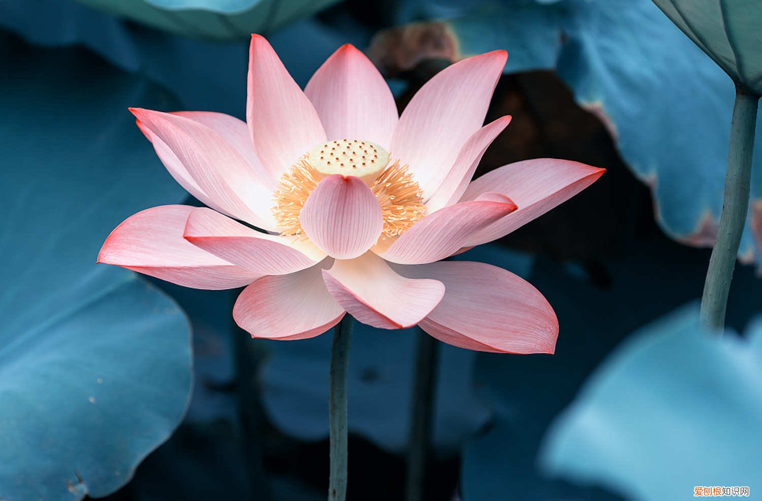 怎样养莲花 莲花好养吗，家中如何养护