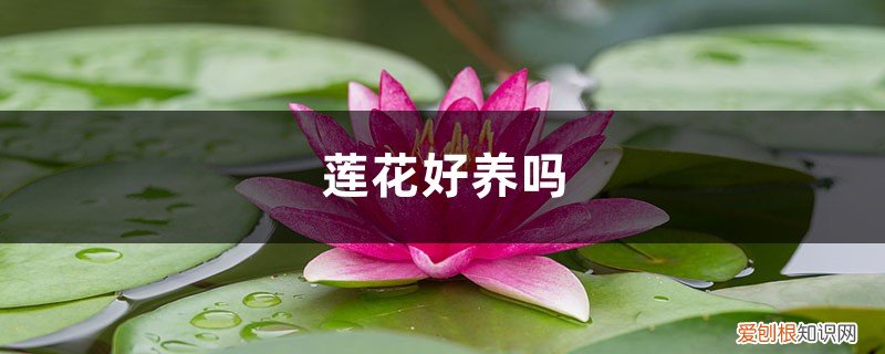 怎样养莲花 莲花好养吗，家中如何养护