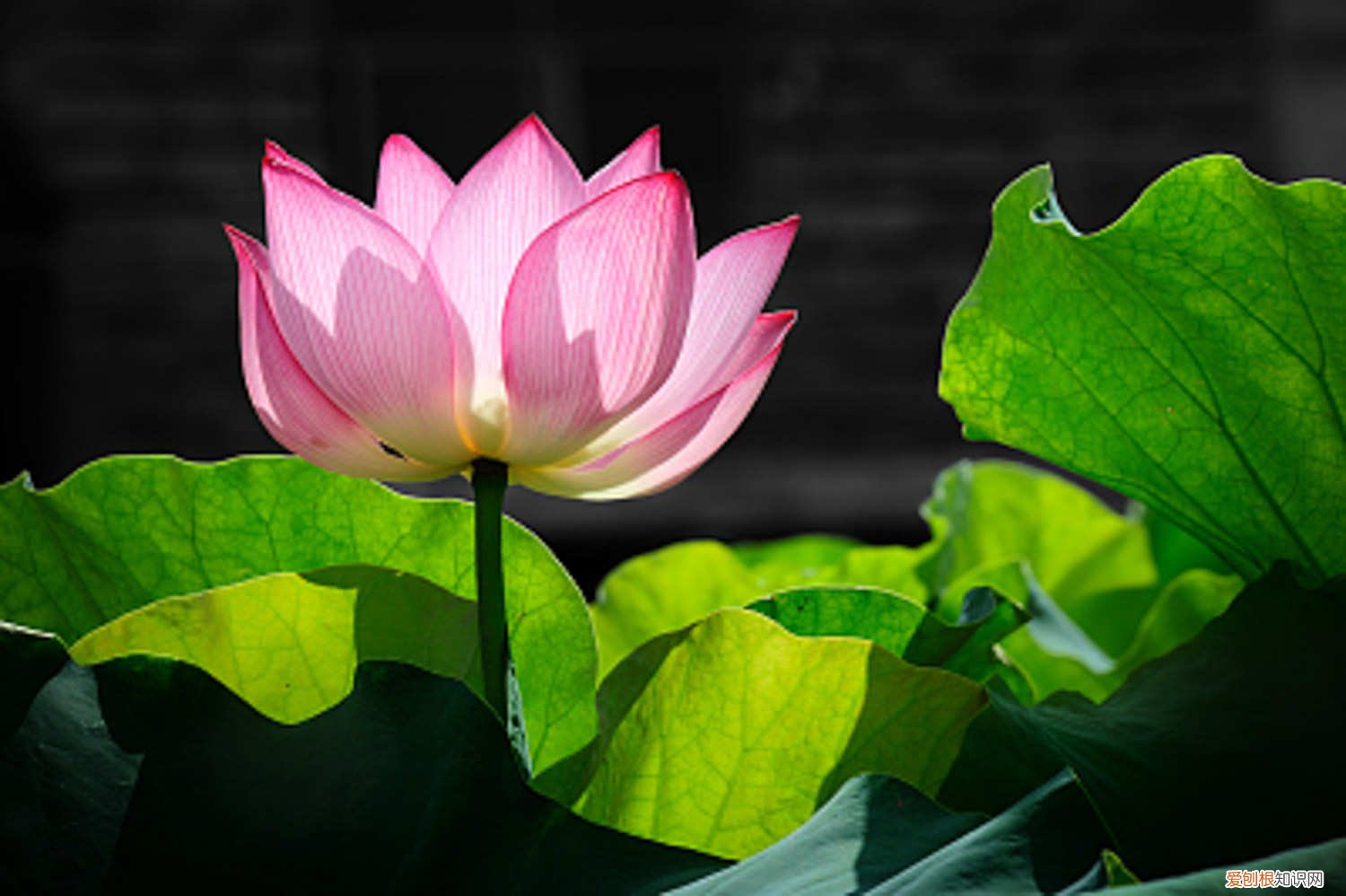 莲藕可以用莲子栽种吗 莲花种植方法，莲花可以用藕种植繁殖吗