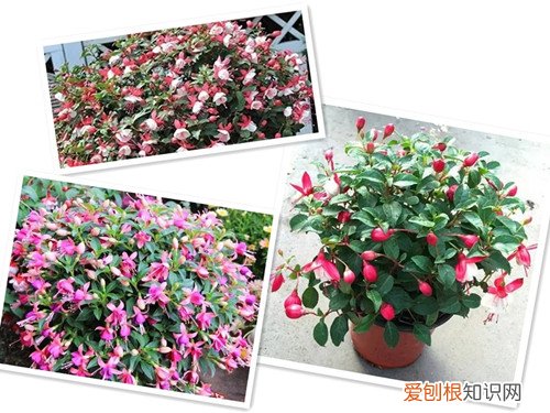 图 倒挂金钟怎么养才能株形丰满、繁华似锦(倒挂金钟花的养法)