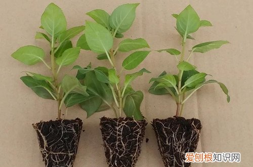图 倒挂金钟怎么养才能株形丰满、繁华似锦(倒挂金钟花的养法)