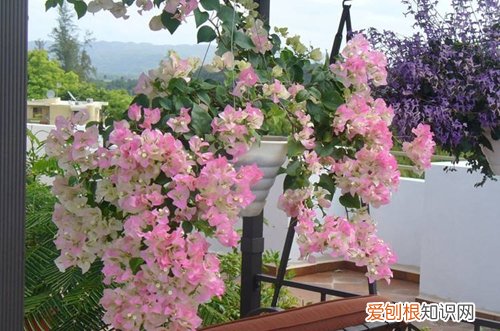 图 三角梅的花期是几月有多长 三角梅花期管理方法和注意事项