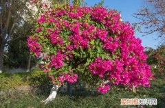 图 三角梅的花期是几月有多长 三角梅花期管理方法和注意事项