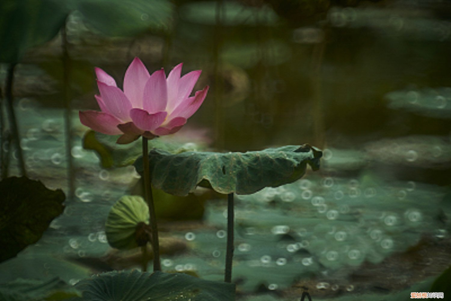 水莲花为什么不能开花 莲花对水的要求，莲花淋雨会死吗