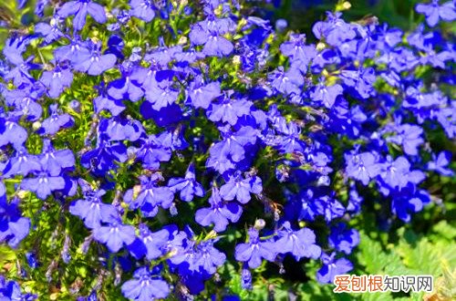 图 六倍利怎么养 六倍利的养殖方法和注意事项