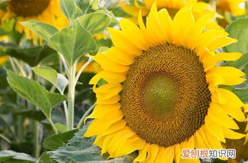 图 向日葵种子怎么种植 向日葵种子的种植方法和注意事项