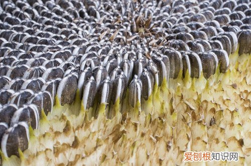 图 向日葵种子怎么种植 向日葵种子的种植方法和注意事项