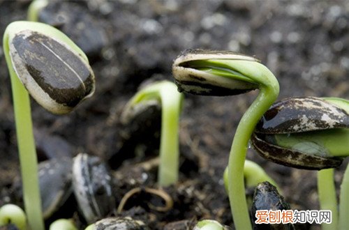 图 向日葵种子怎么种植 向日葵种子的种植方法和注意事项
