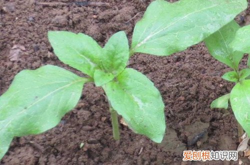 图 向日葵种子怎么种植 向日葵种子的种植方法和注意事项
