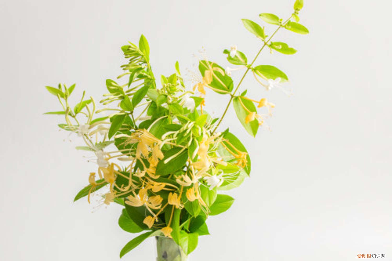 金银花的种植方法与管理方法图片 金银花的种植方法与管理方法
