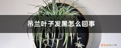 吊兰叶边发黑是什么原因 吊兰叶子发黑怎么回事，吊兰叶子发软要怎么补救