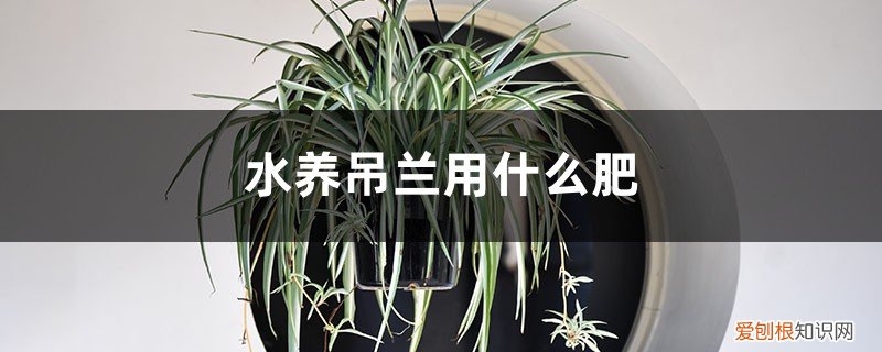 水培吊兰怎么施肥? 水养吊兰用什么肥，水养吊兰放什么药
