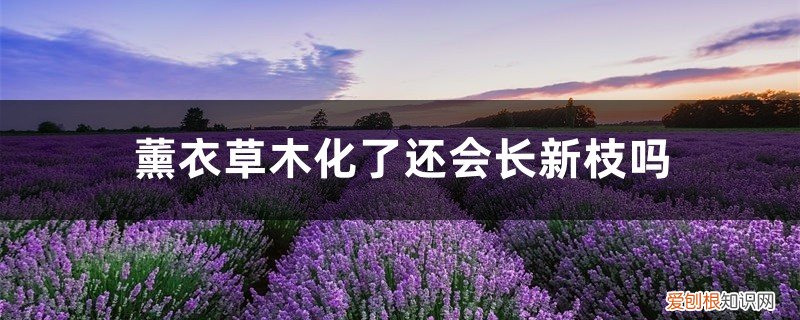 薰衣草花期后修剪 薰衣草木化了还会长新枝吗，薰衣草木质化修剪