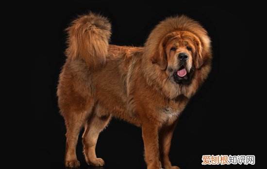 中国十大禁养猫 中国十大禁犬