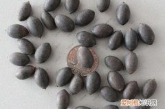 图 碗莲种子怎么种 碗莲种子的种植方法和注意事项