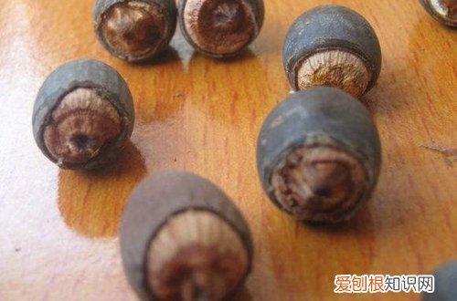 图 碗莲种子怎么种 碗莲种子的种植方法和注意事项