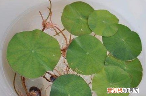 图 碗莲种子怎么种 碗莲种子的种植方法和注意事项