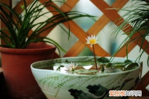 图 碗莲种子怎么种 碗莲种子的种植方法和注意事项