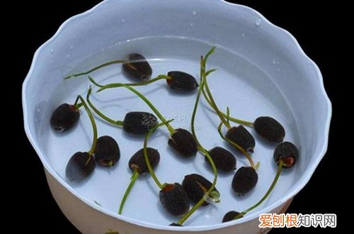 图 碗莲种子怎么种 碗莲种子的种植方法和注意事项