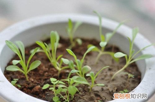 图 香矢车菊种子怎么种植 香矢车菊种子的种植方法和注意事项
