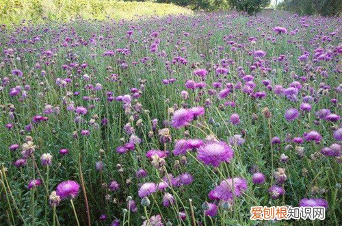 图 香矢车菊种子怎么种植 香矢车菊种子的种植方法和注意事项