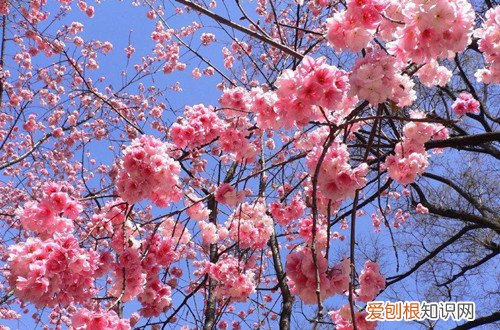 图 樱花种子怎么种植 樱花种子的种植方法和注意事项