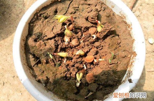 图 樱花种子怎么种植 樱花种子的种植方法和注意事项