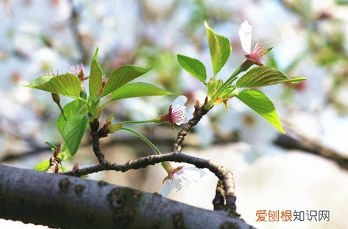 图 樱花种子怎么种植 樱花种子的种植方法和注意事项