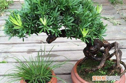 图 雀舌罗汉松怎么养 雀舌罗汉松的养殖方法和注意事项